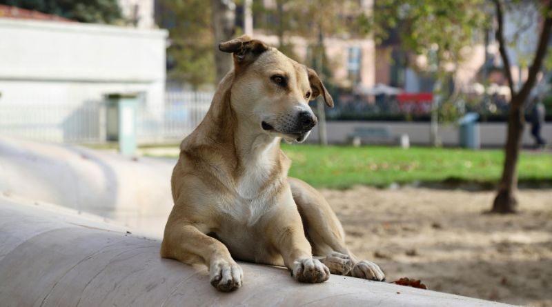 Dogs and City Life: Tips for Raising Happy Pets in Urban Environments
