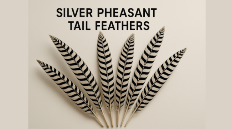 Creative Applications for Silver Pheasant Tail Feathers