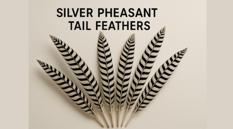 Creative Applications for Silver Pheasant Tail Feathers